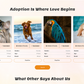 Veterinary WordPress Theme