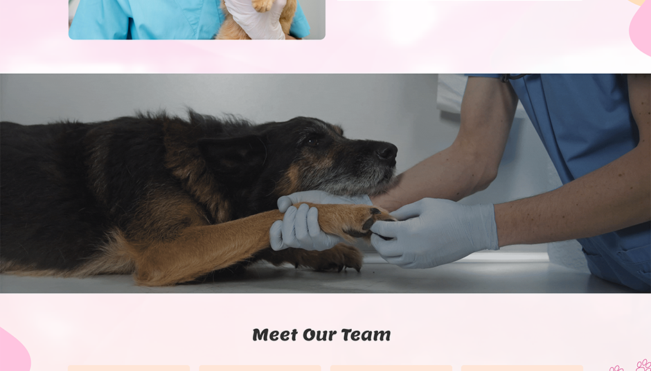 Veterinary WordPress Theme
