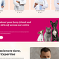 Veterinary WordPress Theme